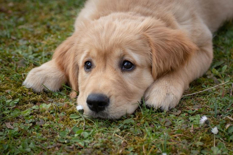 Golden Retriever puppy lying on grass with sad, expressive eyes
