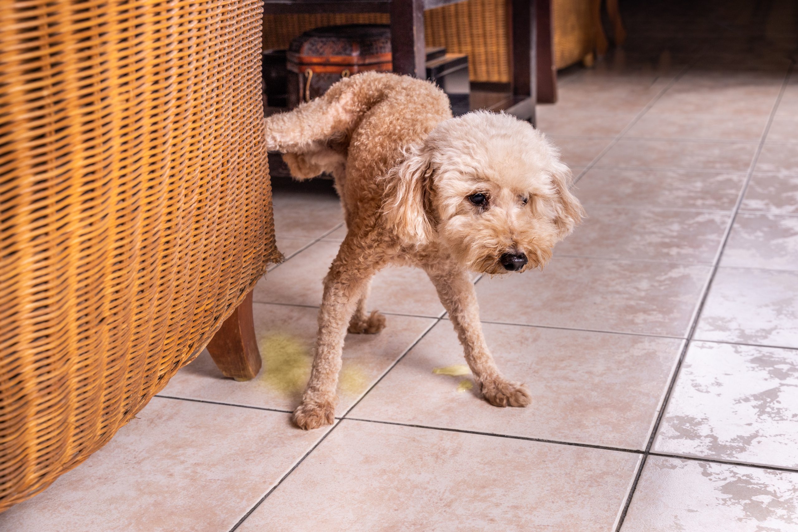 male poodle marking