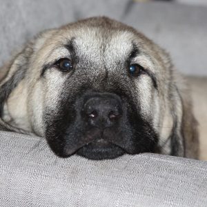 Hero dog Anatolian Pyrenees