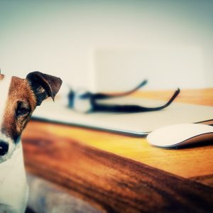 tariff news dog cat computer