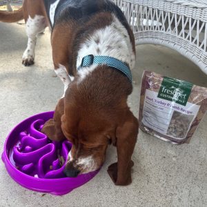 Dog eating Freshpet food from a purple slow-feeder bowl.