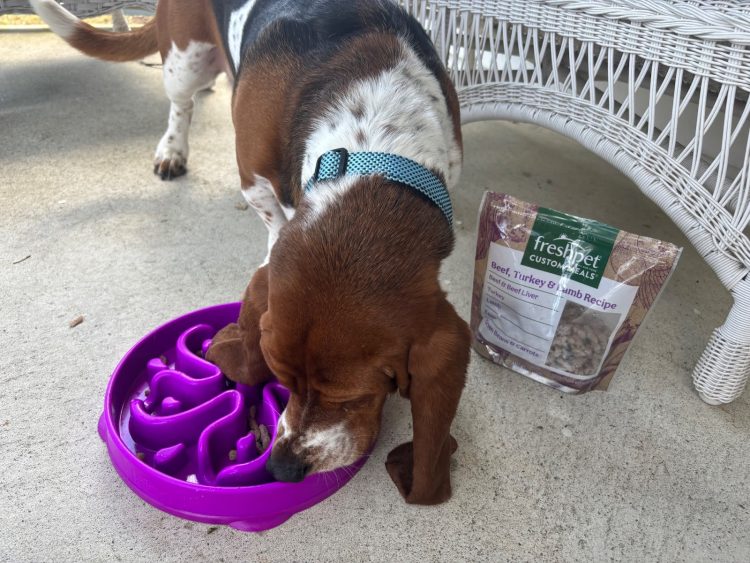 Dog eating Freshpet food from a purple slow-feeder bowl.