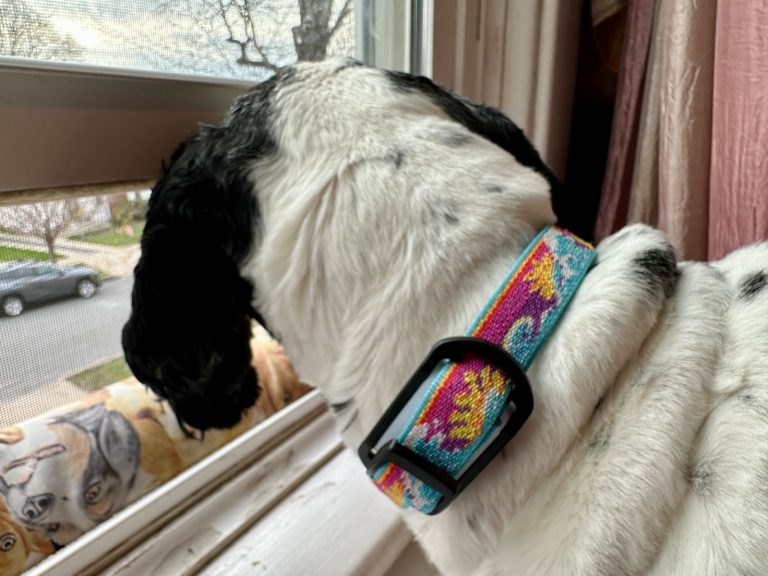 Dog wearing a colorful collar looks out of a window on a cloudy day.