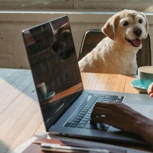 estate planning for pets