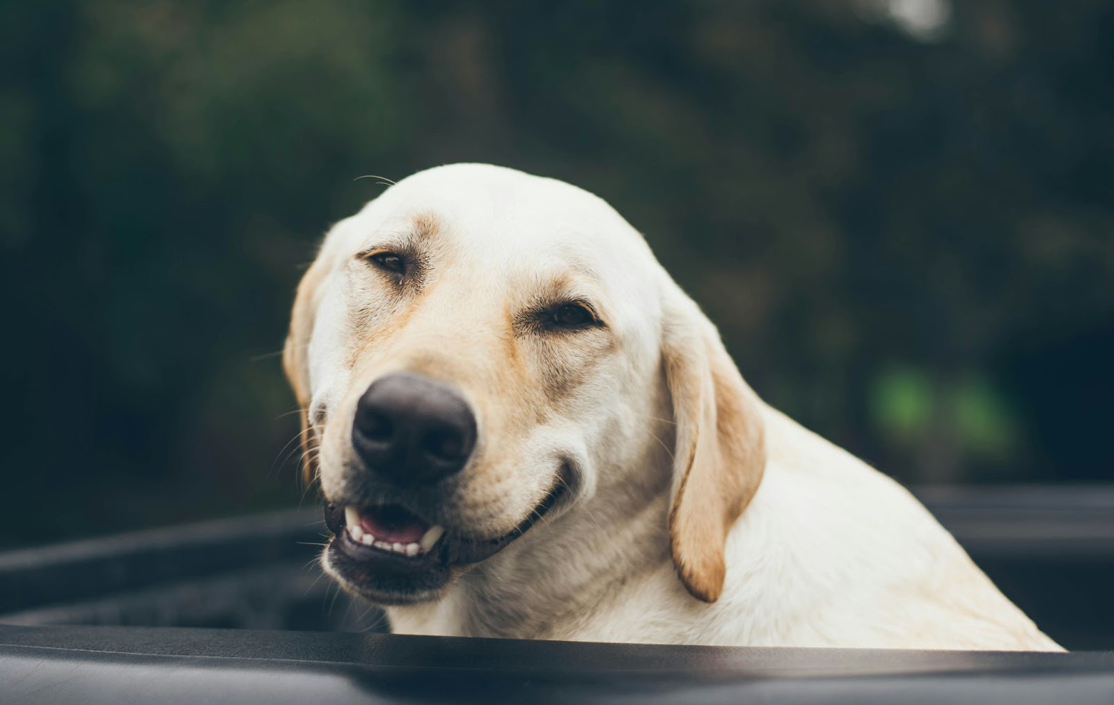 A happy Labrador Retriever shows its teeth, highlighting potential dental concerns.