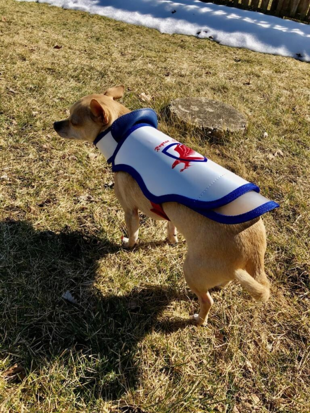 dog in hawk vest for dogs 