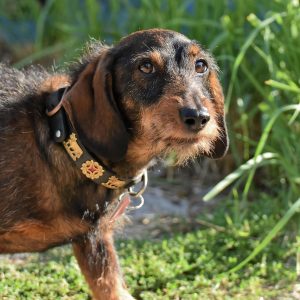 blind dog dachshund