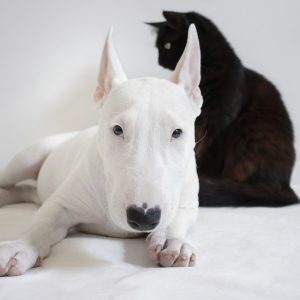 dog and cat