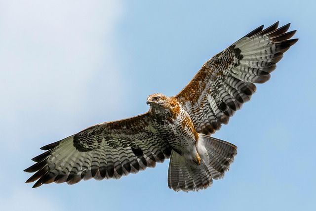Falcon flying to represent the need for a hawk vest for dogs 