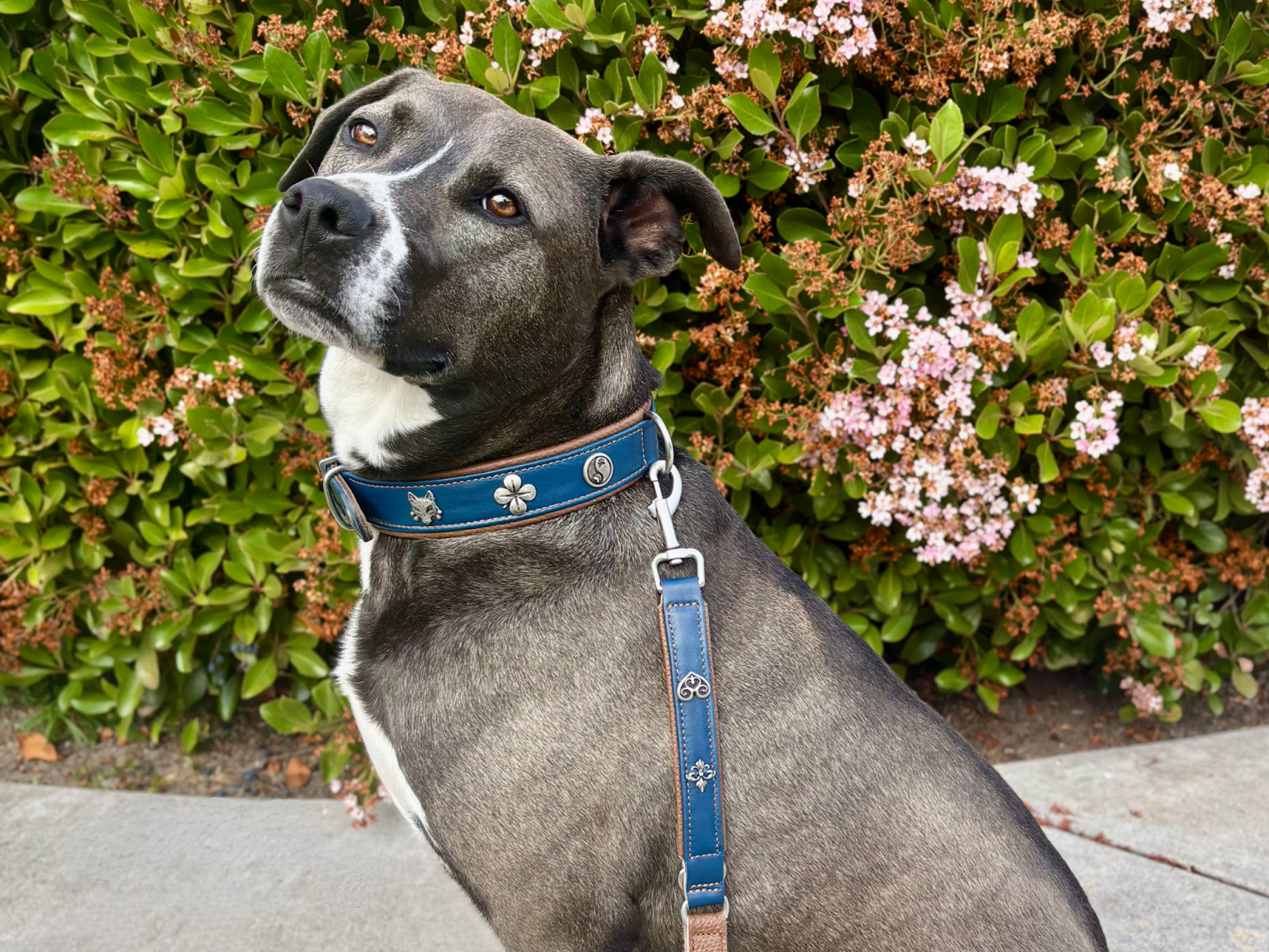 A brown dog with white markings wearing a blue MiaMilo collar and leash decorated with charms.