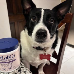 Dog named Teddy sitting beside PetLab Co. Probiotic Chew, showing product used for review.