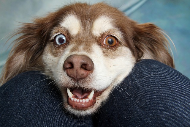 Happy dog with heterochromia looking up playfully—perfect image for showcasing MetLife Pet Insurance joy.