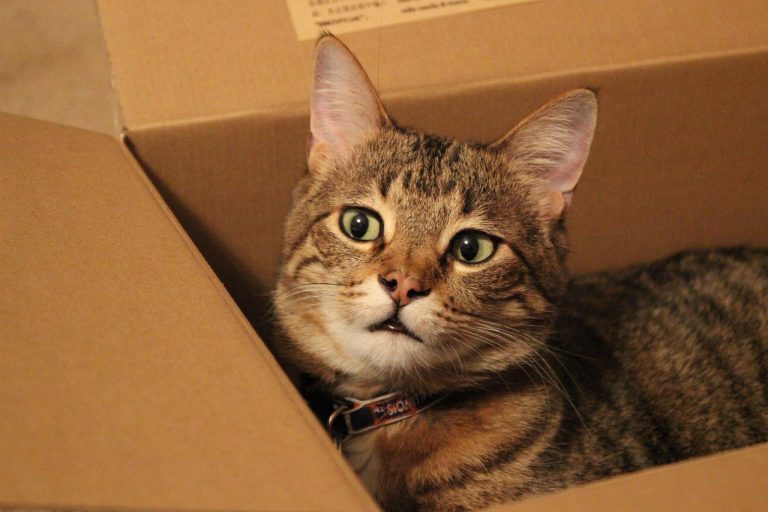 Cat wearing an AirTag collar sits in a box, showcasing a safe tracking option for pet owners.