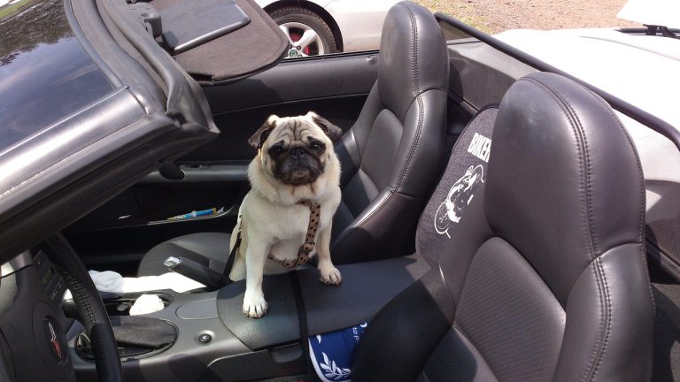 Pug wearing a harness sitting in a convertible, showcasing safe and stylish dog car travel gear.