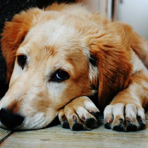 cancer in dogs