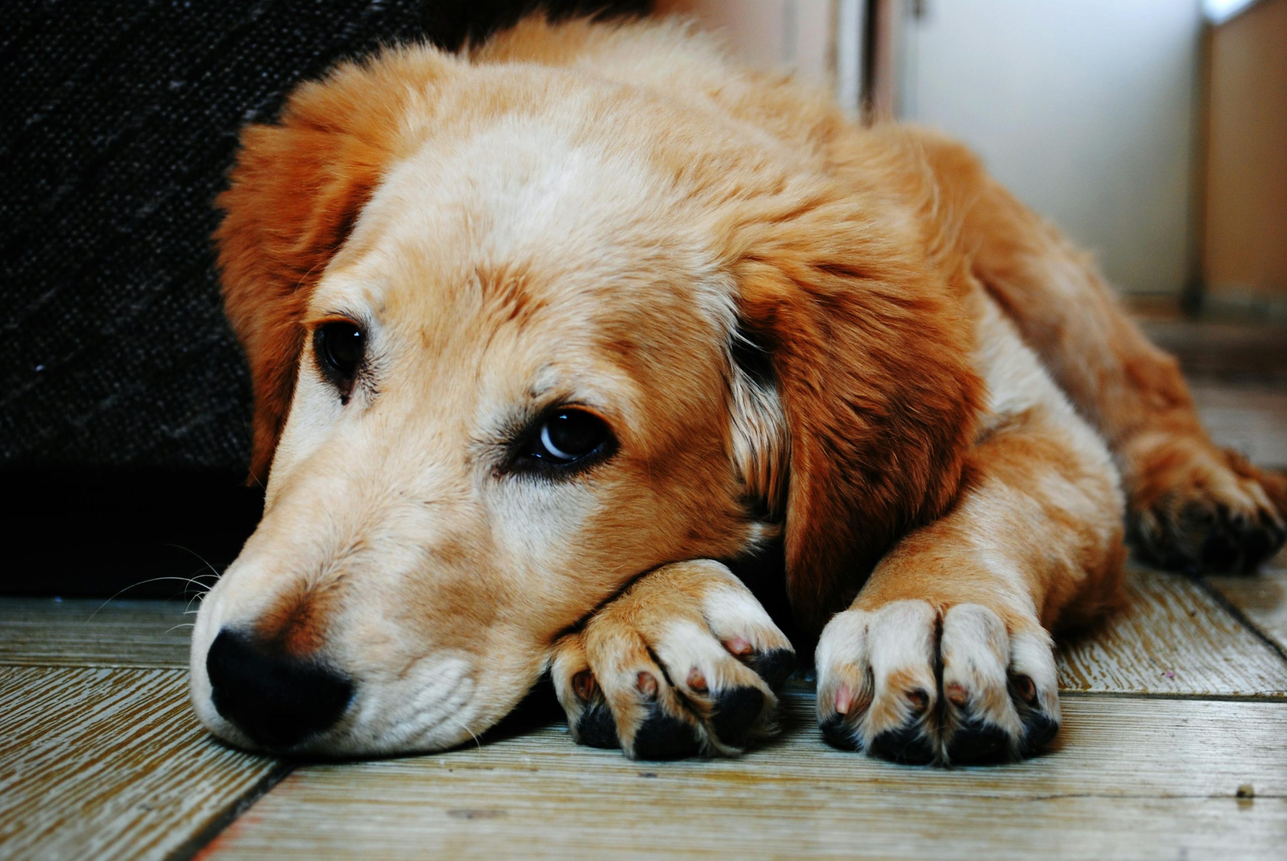 cancer in dogs