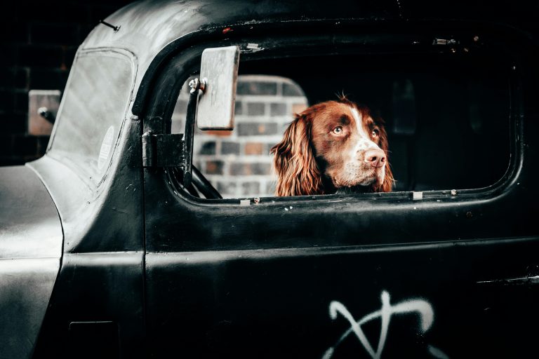 Happy golden retriever looking out car window, showing calm behavior during a stress-free ride.