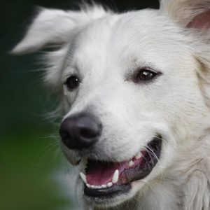 what to do if dog is choking
