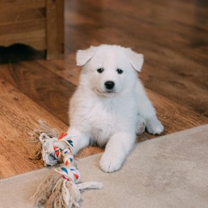 A fluffy white puppy relaxing indoors, looking ready to learn pee pad training with charm.
