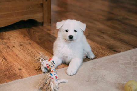 A fluffy white puppy relaxing indoors, looking ready to learn pee pad training with charm.