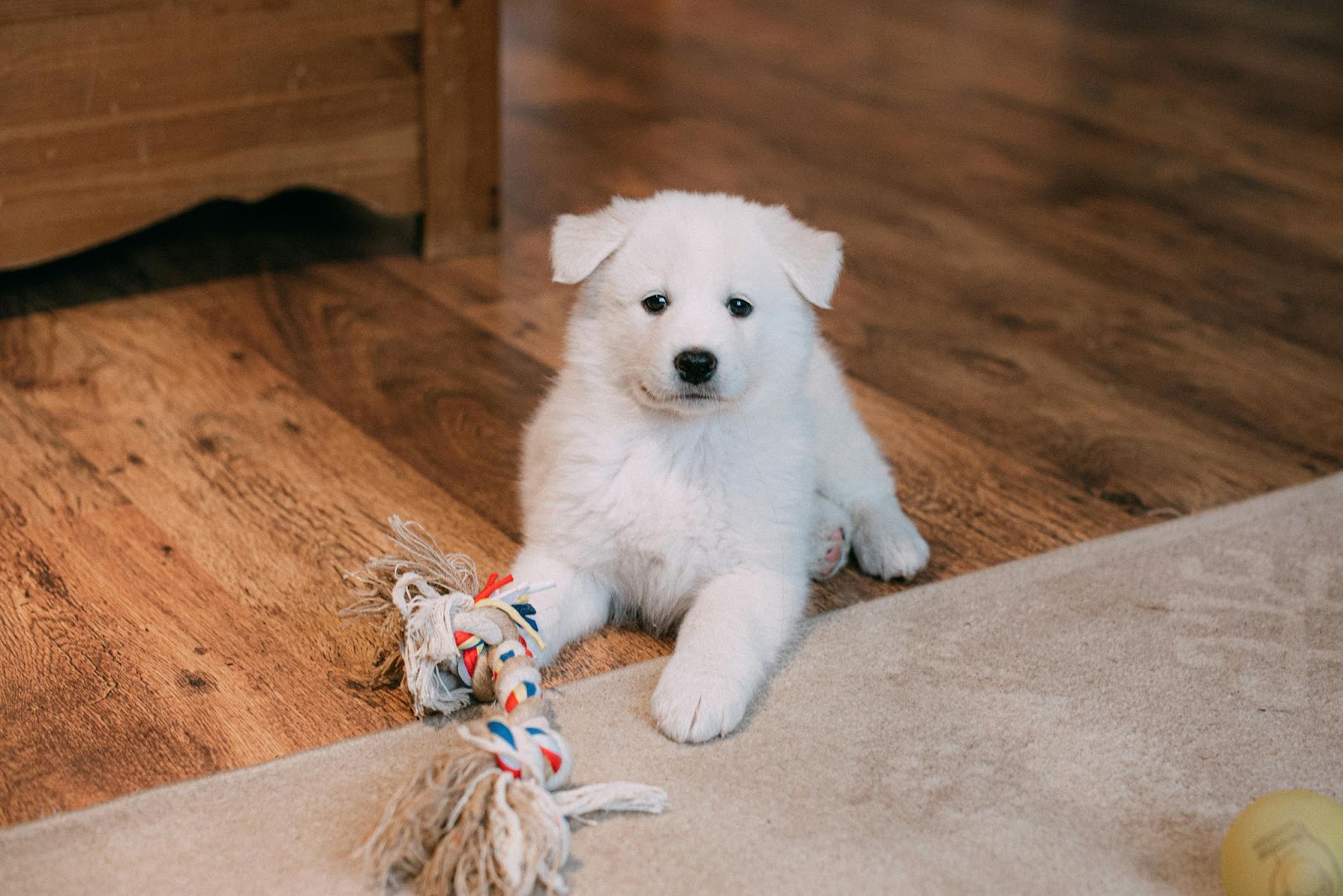 A fluffy white puppy relaxing indoors, looking ready to learn pee pad training with charm.