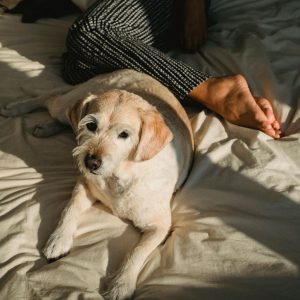 A calm senior dog resting beside its owner, looking cozy and ready for a fresh diaper change.