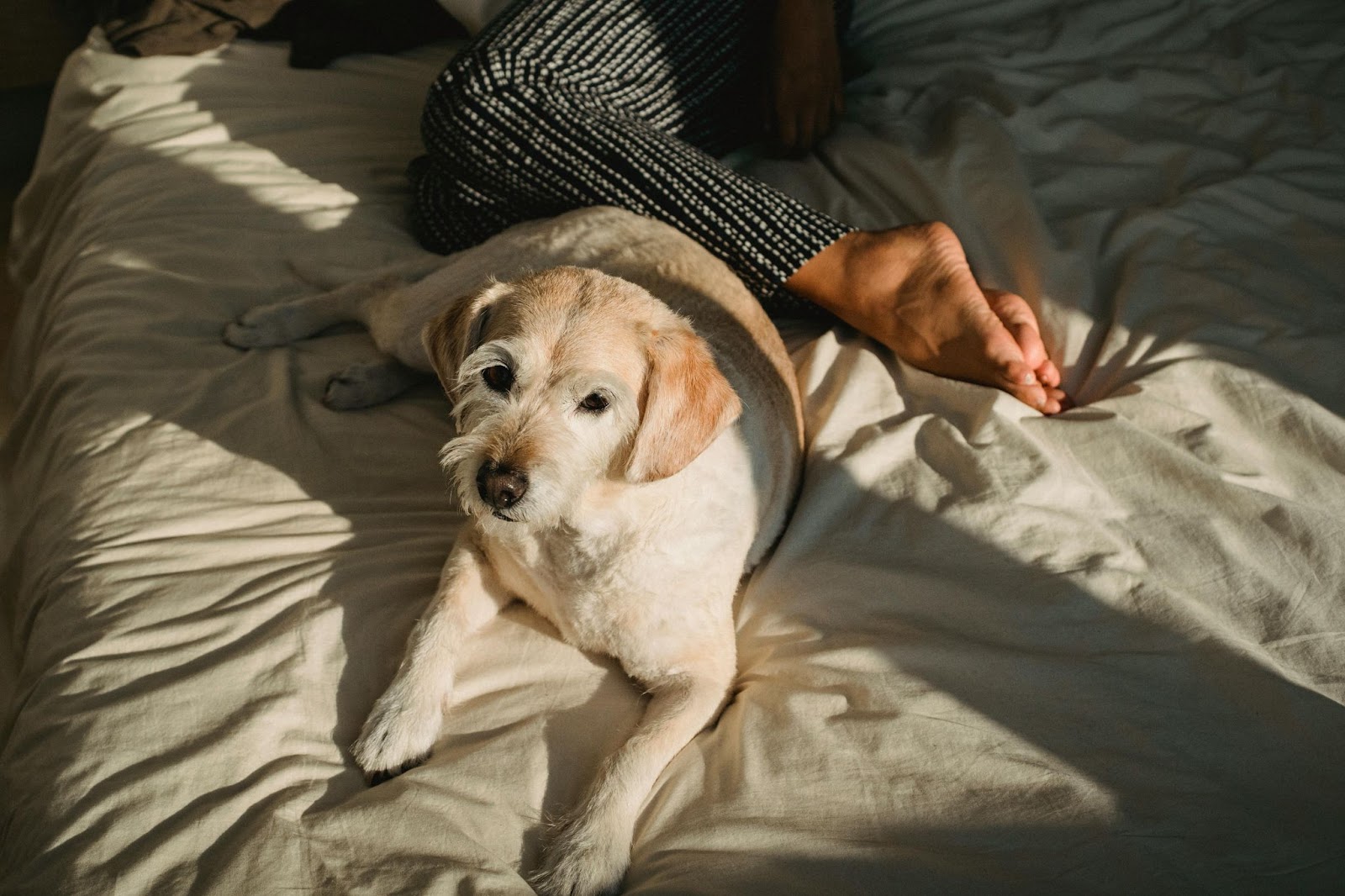 A calm senior dog resting beside its owner, looking cozy and ready for a fresh diaper change.