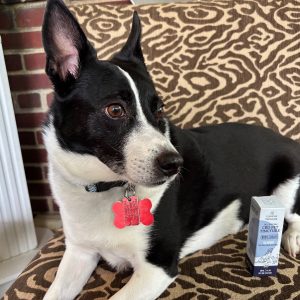 Black and white dog relaxing beside Lazarus Naturals Pet CBD tincture after a calming wellness dose.