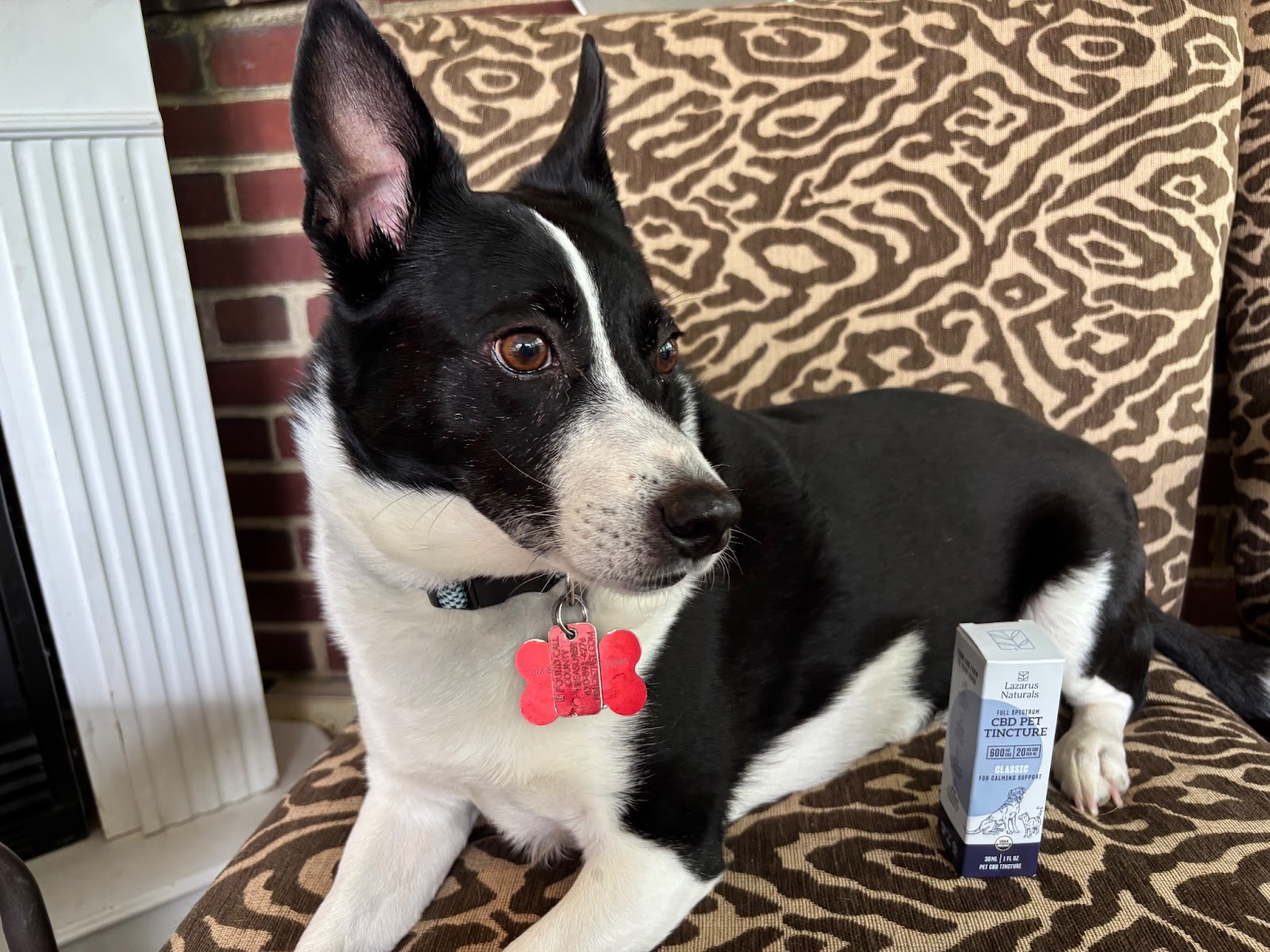 Black and white dog relaxing beside Lazarus Naturals Pet CBD tincture after a calming wellness dose.
