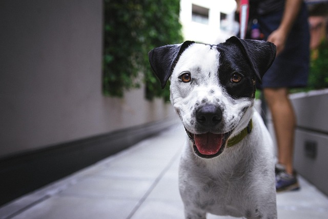 Happy black and white dog enjoying a walk, symbolizing health from eating The Honest Kitchen food.