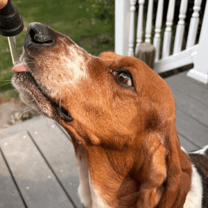 Basset hound licking CBD oil dropper during dosing, part of Paw Origins calming pet care routine.