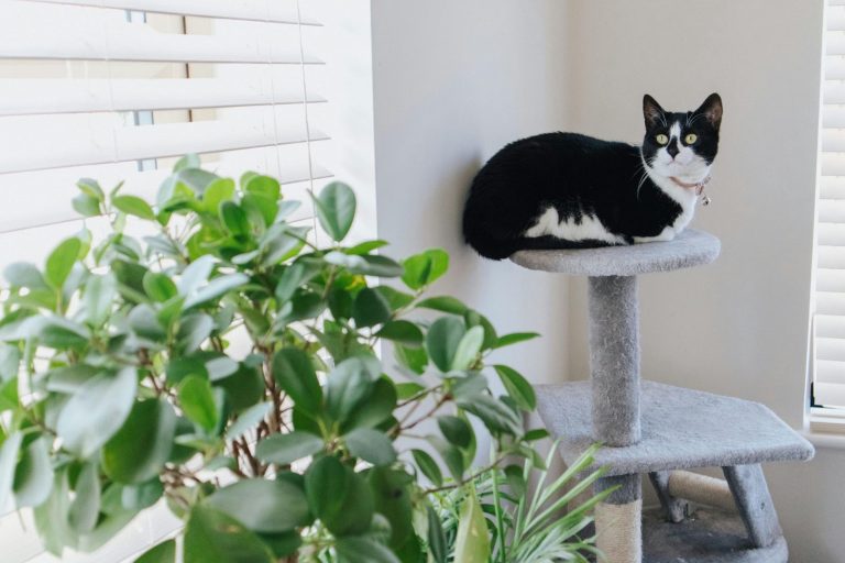 A black and white cat lounges on a grey cat tree next to a green houseplant.