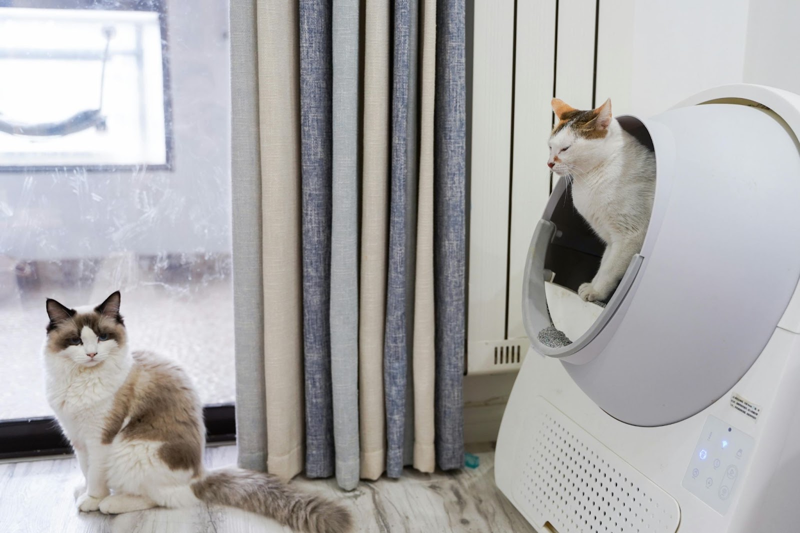 A white Litter-Robot automatic self-cleaning litter box, showcasing a modern solution for dog-proofing cat waste.