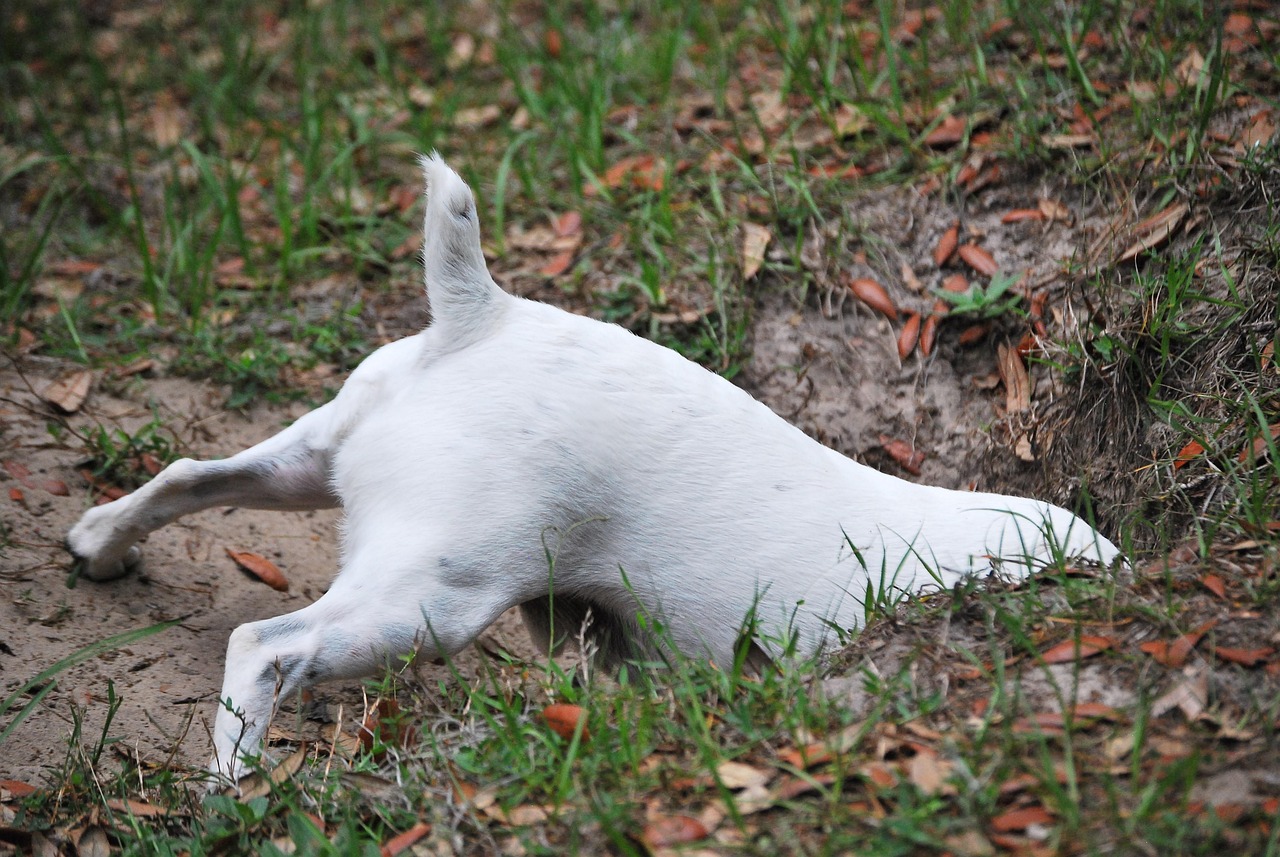 A white dog digging a deep hole in the yard, illustrating common destructive digging behavior.