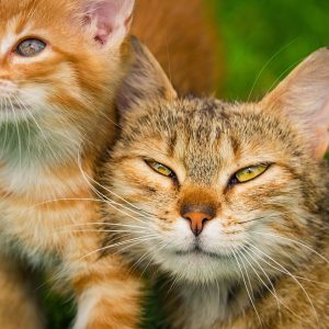 A wise mother cat and her curious kitten pose together, sharing a quiet moment of feline wisdom.