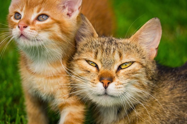 A wise mother cat and her curious kitten pose together, sharing a quiet moment of feline wisdom.