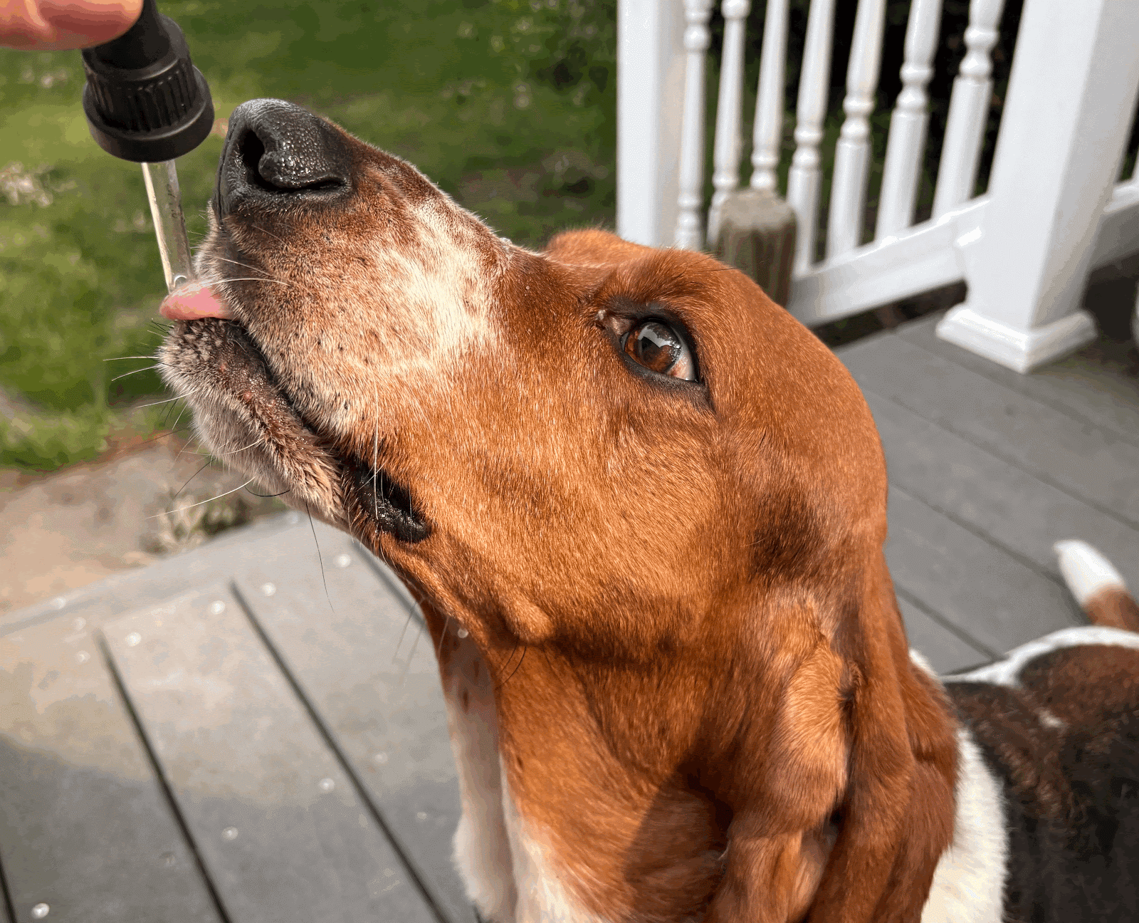 Basset hound licking CBD oil dropper during dosing, part of Paw Origins calming pet care routine.