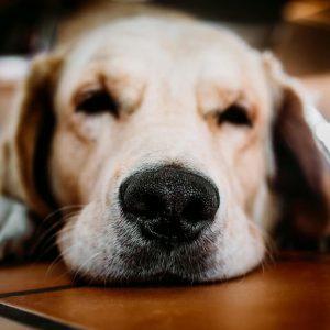 Rehomed dog sad