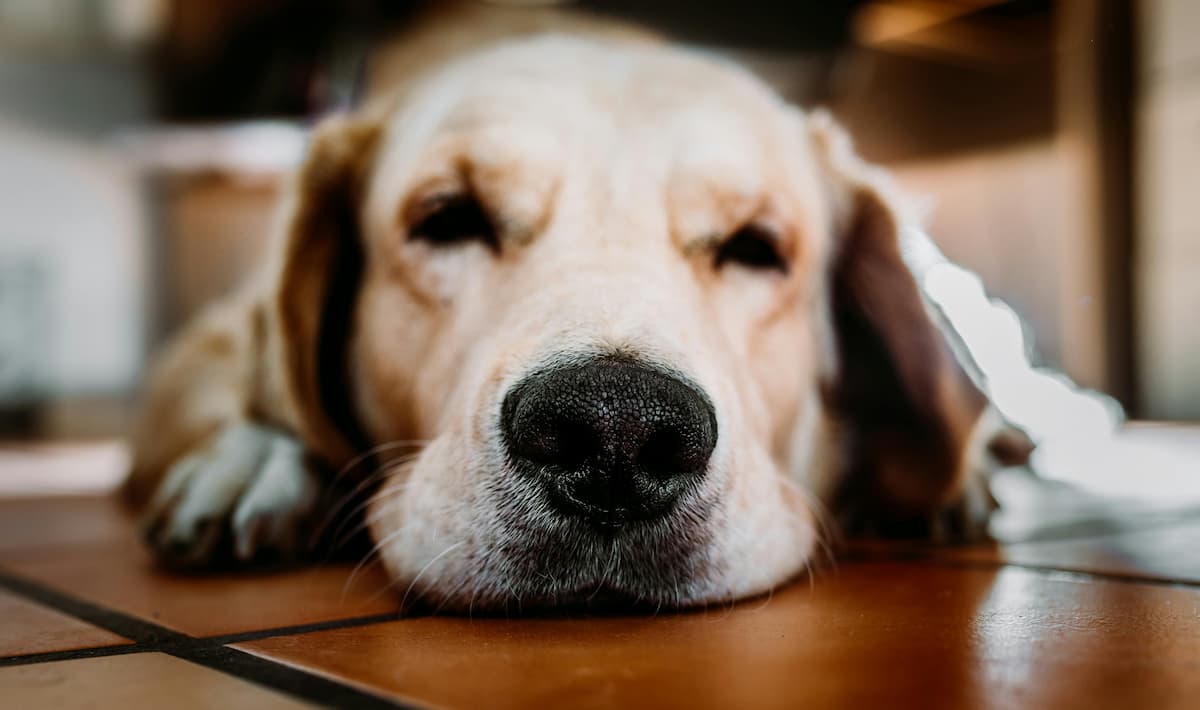 Rehomed dog sad