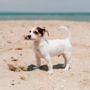 dog on beach