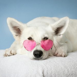 A white dog wearing heart-shaped pink sunglasses, highlighting the playful and fun side of dogs.