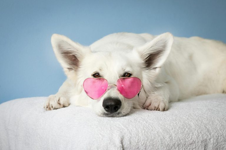A white dog wearing heart-shaped pink sunglasses, highlighting the playful and fun side of dogs.