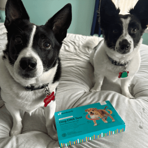 Two dogs sit on a bed with the Embark Vet - DNA Kit box placed in front