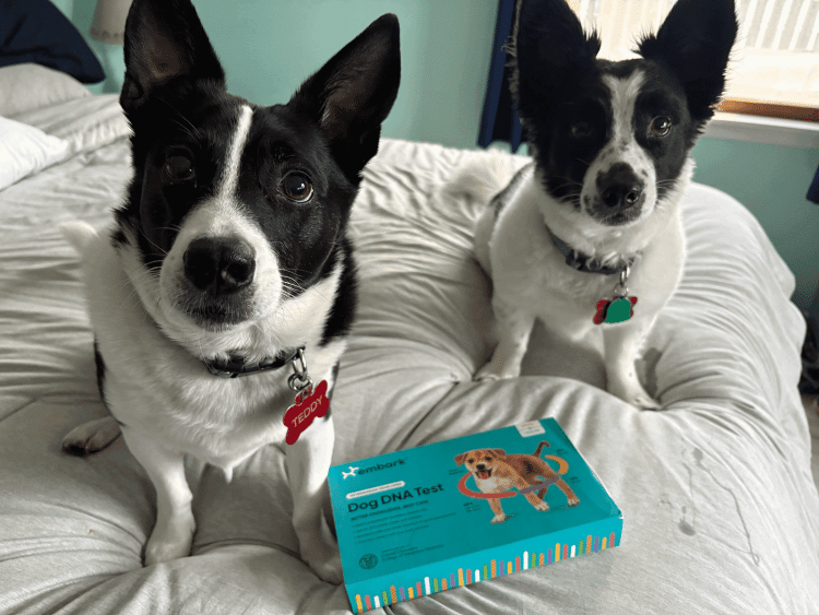 Two dogs sit on a bed with the Embark Vet - DNA Kit box placed in front
