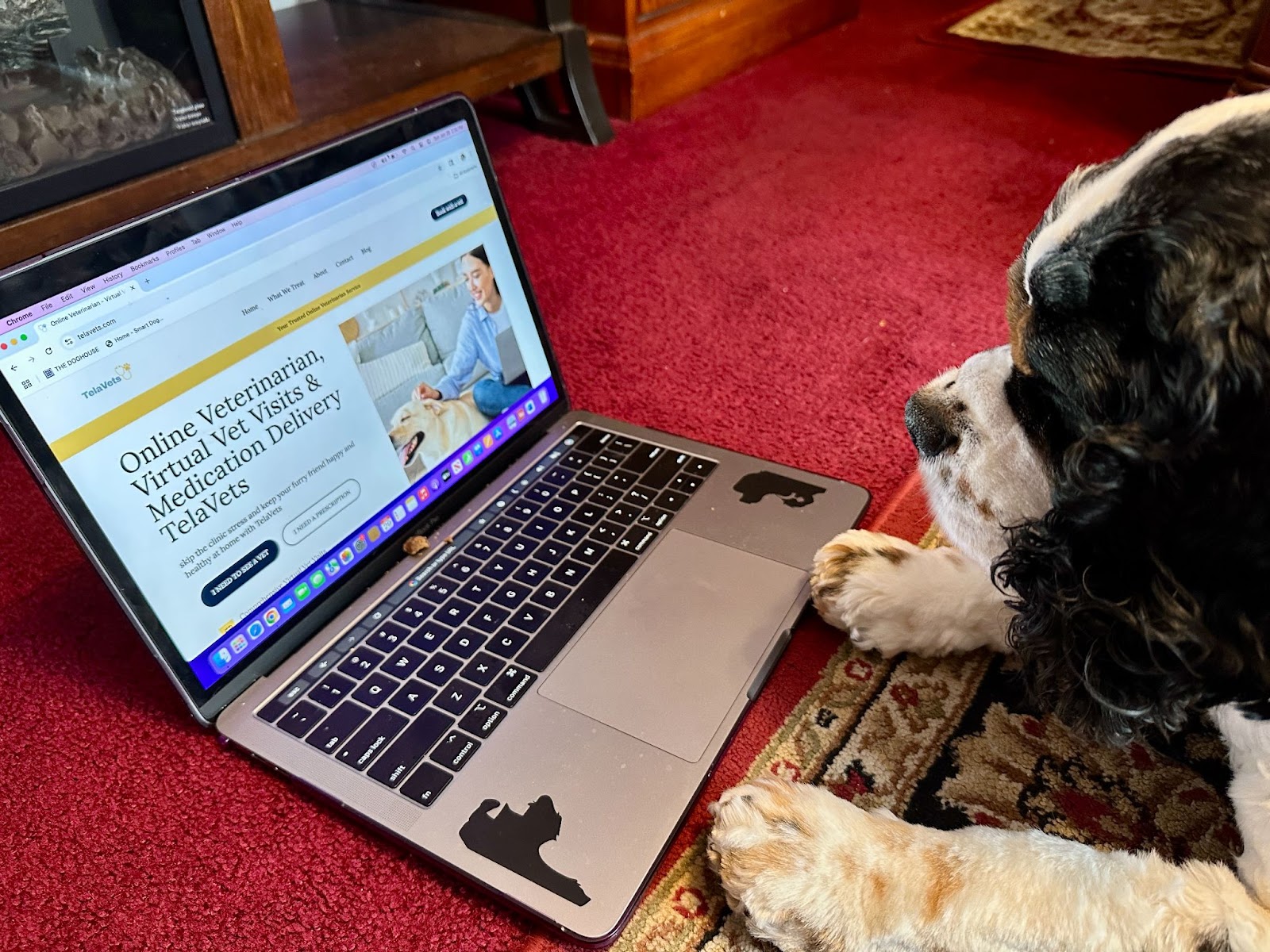 Dog looks at TelaVets website on laptop, exploring online vet care and virtual appointments.