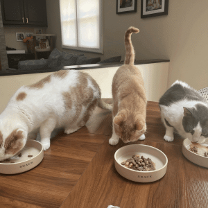 Three cats taste-testing Optimeal wet food varieties from bowls labeled “SNACK” on a table.