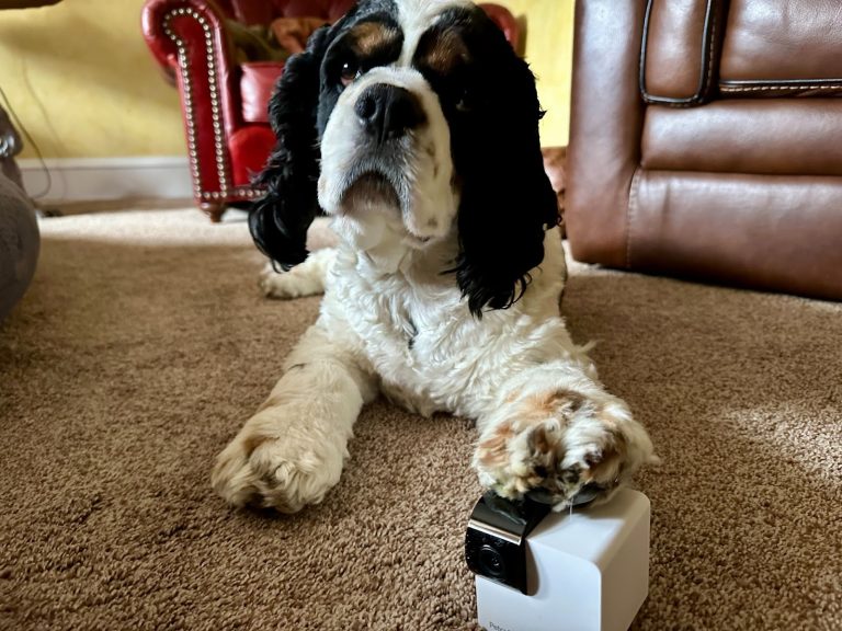 Cocker Spaniel rests paw on Petcube Cam 360, ready for home monitoring and pet surveillance.
