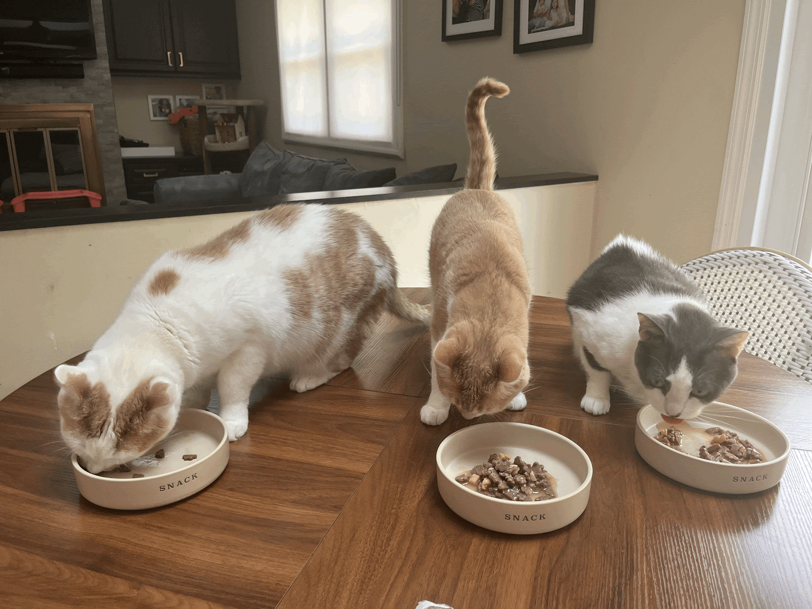 Three cats taste-testing Optimeal wet food varieties from bowls labeled “SNACK” on a table.