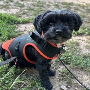 Small dog wearing a hawk vest on the trail.