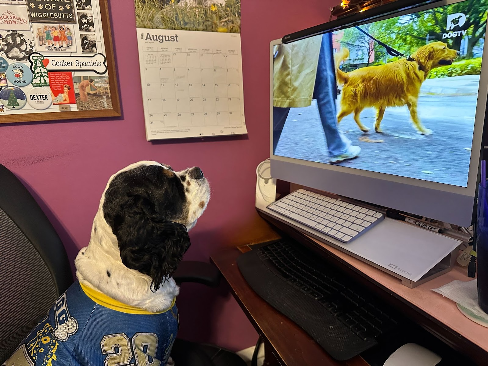 Dog sitting at a desk watching another dog on DOGTV.